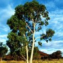 Twin Ghost Gums
